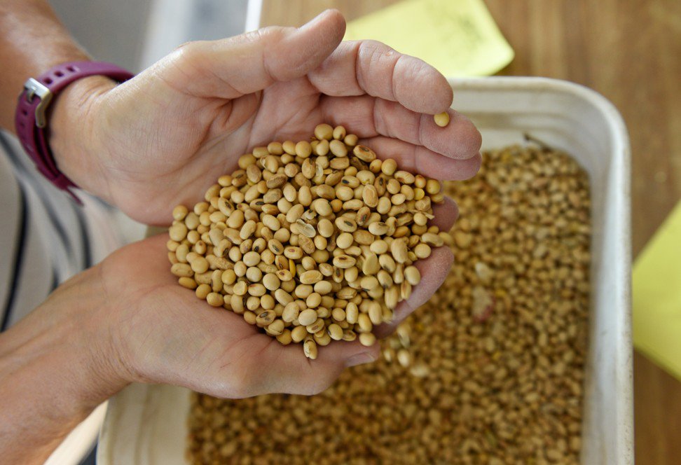 据报道，在10月的贸易谈判和下周的临时会谈之前，大豆购买量在美国谈判代表的议程中占据重要位置。照片：路透社