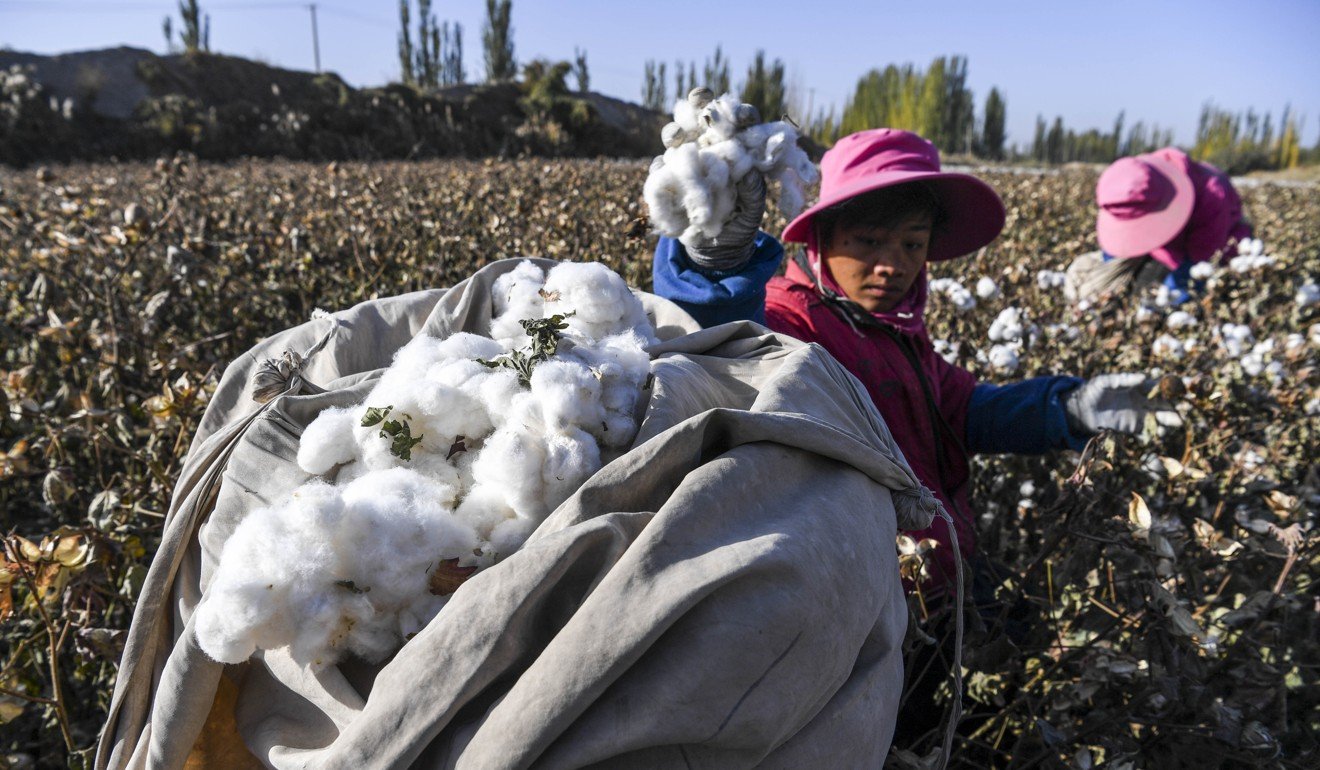 陈锡波在中国新疆维吾尔自治区的一个小镇多拉特巴格（Dolatbag）的一块田里采摘棉花。新疆的棉花产量约占全国棉花产量的84％。照片：新华社