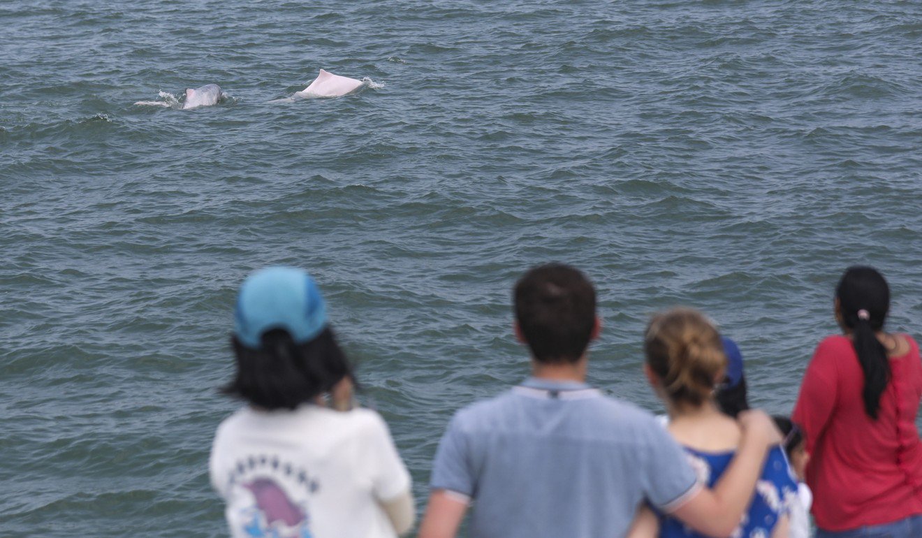 10月9日，游客在大屿山环岛的香港海豚观赏之旅中观察到中国白海豚-也称为粉红海豚。照片：陈小梅