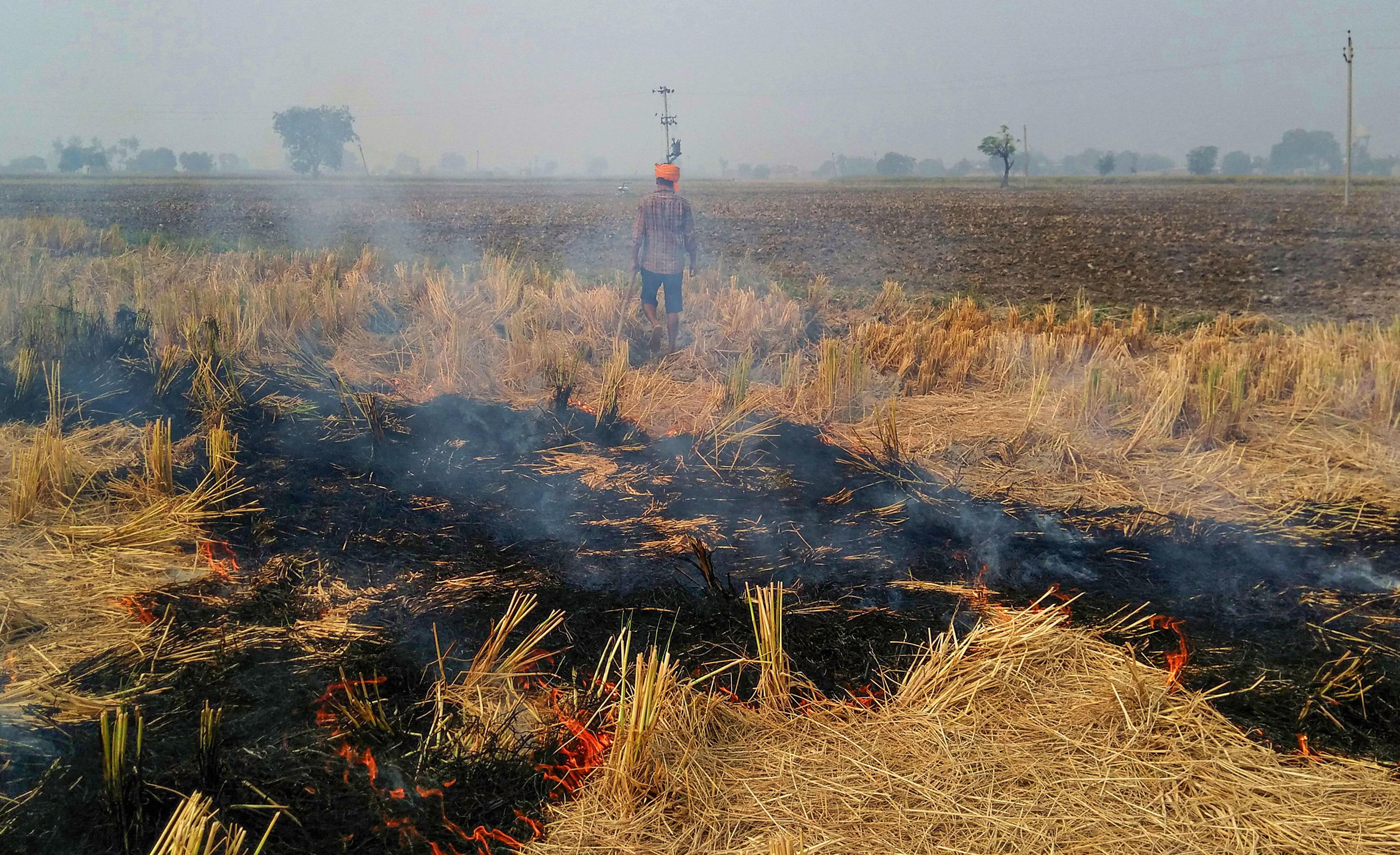 農民在阿姆利則（Amritsar）郊外的一個村莊里燒稻茬（照片：PTI）