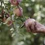 苹果种植是克什米尔经济的支柱，每年的收入约为120亿卢比。 （H T）