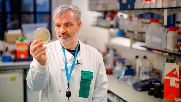正在為新型冠狀病毒的2019-nCoV菌株研發疫苗的Paul McKay醫生於2020年2月10日在倫敦帝國理工學院（ICSM）上合影了含有冠狀病毒DNA片段的細菌